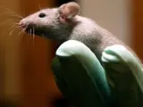 Un ratón de laboratorio en una imagen de archivo.