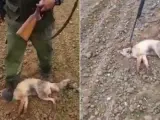 Un cazador pisotea y golpea hasta la muerte a un zorro herido.