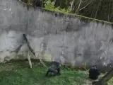 Varios chimpancés escapan de su recinto en el zoo de Belfast, en Irlanda del Norte, a través de una escalera improvisada construida por ellos mismos.