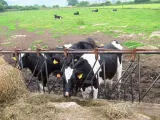 Imagen de archivo de vacas en una ganaderia.