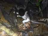 Una tarántula devorando a una zarigüeya en la selva de Perú.