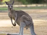 Imagen de archivo de un canguro australiano.