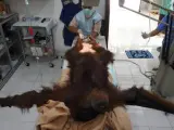 Un grupo de veterinarios salva a una orangutana a la que dispararon 74 perdigones.