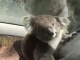Un koala se cuela en un coche para refrescarse con el aire acondicionado.