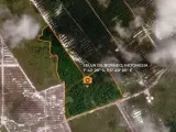 Zona salvada de la deforestación en Borneo, Indonesia, en una imagen de satélite.