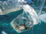 Un cangrejo permanece atrapado en un vaso de plástico en el mar en el Pasaje de Isla Verde en Filipinas. Imagen del 7 de marzo de 2019.