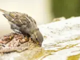 Un gorrión se refresca en una fuente.
