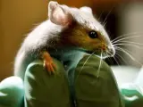 Un rat&oacute;n de laboratorio sobre la mano de un cient&iacute;fico.