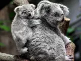 Un cachorro de koala hembra de ocho meses se sube a la espalda de su madre, Eora, en su recinto del zoo de Duisburgo (Alemania).