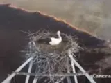 Una cigüeña protege el nido de un incendio.