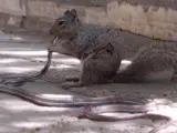 Una ardilla roca devorando una serpiente.