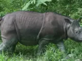 Tam, rinoceronte de Sumatra.