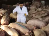 Los precios de la carne de cerdo en China han subido un 40% .
