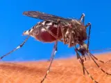 El mosquito Aedes aegypti, transmisor del virus de Chikungunya.