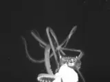 Imagen de un calamar gigante captada a 759 metros de profundidad.