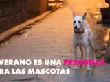 Campaña contra el abandono de animales.