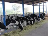 Vacas.