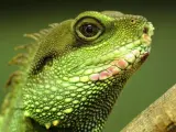 Ejemplar de iguana verde.