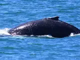 Una imagen de archivo de una ballena en el Mediterráneo.
