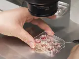Imagen de archivo del proceso de vitrificación de óvulos.