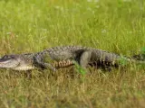 Un caimán en Florida.