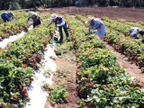 Trabajadores del campo, en una jornada de recogida.