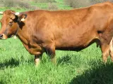 Una vaca en una imagen de archivo.