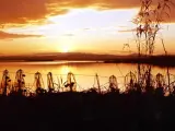 Atardecer En La Albufera