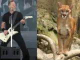 James Hetfield, de Metallica, contactó con una seguidora que se salvó de ser ataca por un puma.