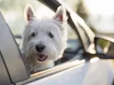 Un perro, asomado por la ventanilla de un coche.