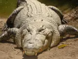 Imagen de un cocodrilo de agua salada.