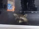 Un mapache atrapado en una máquina de 'snacks'.
