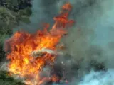 Uno de los focos del incendio forestal en la localidad de Montaña Alta, en el municipio de Santa María de Guía, en Gran Canaria.