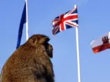 Un macaco de Gibraltar, ante las banderas de la UE, de Reino Unido y del Peñón.