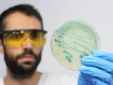 Microbiólogo trabajando en el laboratorio con una muestra de listeria.