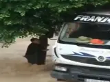 Un camionero rescata son su hormigonera a una joven, que se agarraba a un árbol durante la riada producida por la gota fría en Molina de Segura (Murcia).