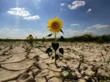 Desertización. Sequía. Ola de calor. Cambio climático