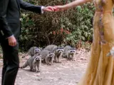 Un grupo de mapaches interrumpe la sesión de fotos de boda de una pareja.