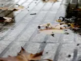 Imagen de recurso de hojas caídas por el otoño en Madrid.