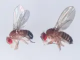 Moscas de la fruta (Drosophila melanogaster).