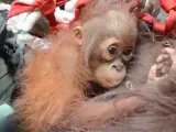 Un cría de orangután, llamada Sifa, rescatada junto a su madre después de un incendio forestal.