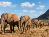 Un grupo de jóvenes elefantes africanos.