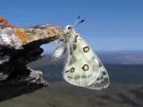 La 'mariposa apolo' de Sierra Nevada ('Parnassius apollo nevadensis')