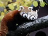 Zagreb (Croatia), 12/11/2019.- Two red panda babies sit on a tree in Zagreb's Zoo, in Zagreb, Croatia, 14 November 2019. Two red panda babies, who were born this summer in the Zagreb Zoo, have received today their names Dudek (man) and Regica (female). The names were proposed by Croatian citizens via social media and chosen by Croatian Olympics sportists, brothers Sinkovic as contribution to this year's Red Panda's day. (Croacia) EFE/EPA/ANTONIO BAT Baby Red pandas in Zagreb's Zoo