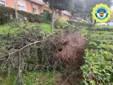 Imagen del nido de cotorras, después de ser bajado del árbol.