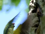 Cotorra acechando a un murciélago