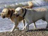 Un golden retriever y un labrador retriever pasean por una playa.