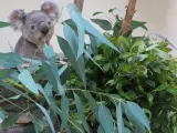 Un nuevo macho de koala llega a Zoo Aquarium de Madrid