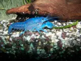 Un ejemplar de cangrejo azul como el encontrado en Navarra.