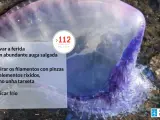Aparecen carabelas portuguesas en tres playas de O Grove (Pontevedra)